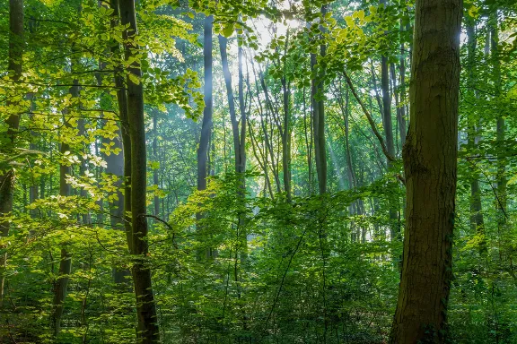 Sustainable Businesses